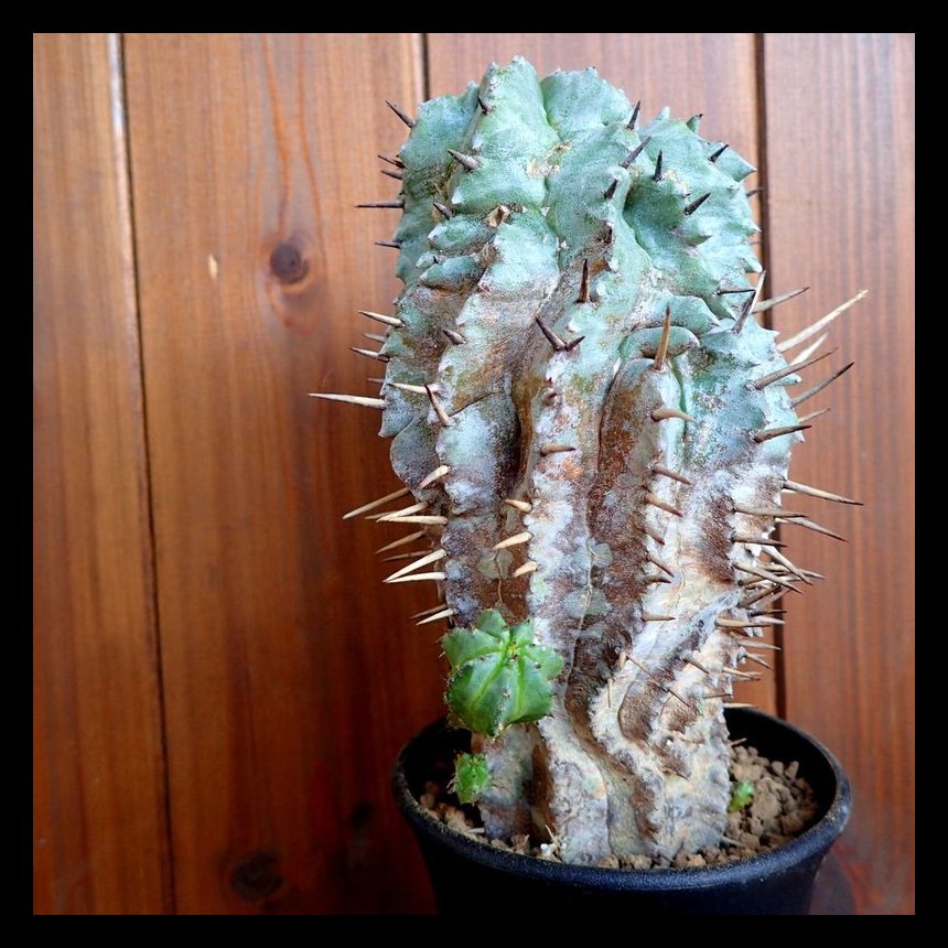 Wonclo Plants ユーフォルビア ホリダ モンスト Wonclo